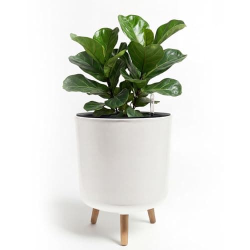 Bamworld 12 in Self Watering Pot with Water Level Indicator and Stand