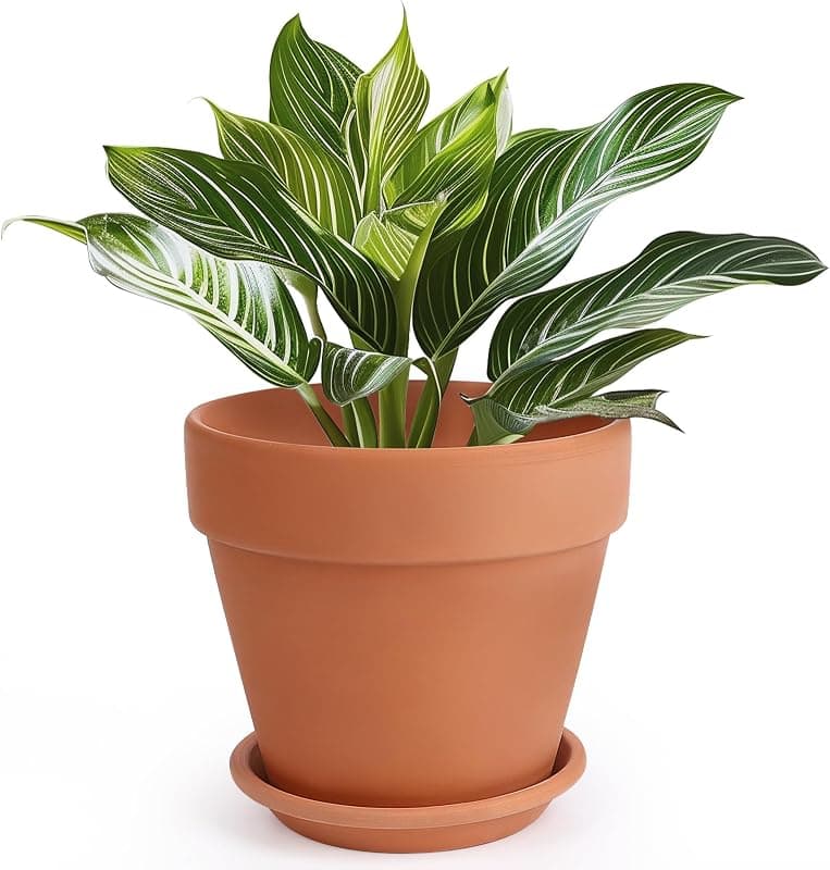 INGOFIN 10 in Terracotta Pot with Saucer