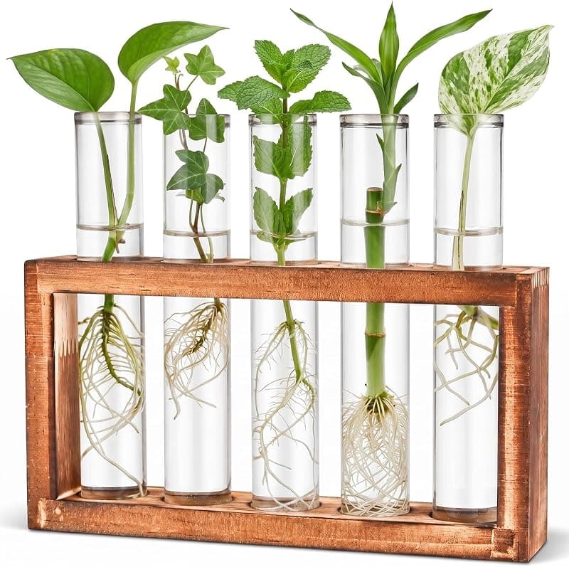 Tigvio 5 Test Tube Desktop Propagation Station, wooden stand